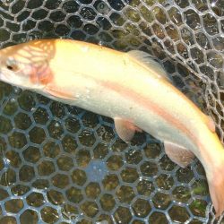 真夏でも釣れる！ ～フィッシングパーク高島の泉～